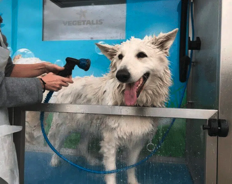 How To Earn Huge With A Dog Wash iClean Dog Wash